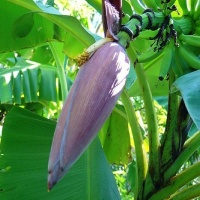Bắp chuối (hoa chuối) tươi, an toàn